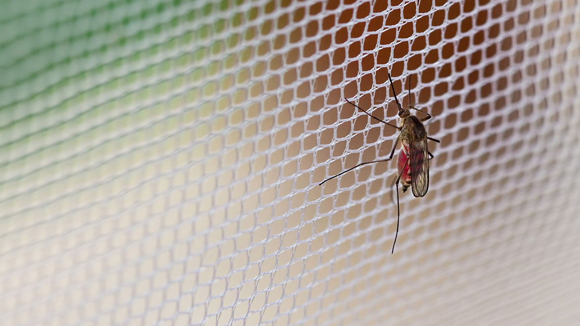 Москитные сетки: эффективная защита от назойливых насекомых